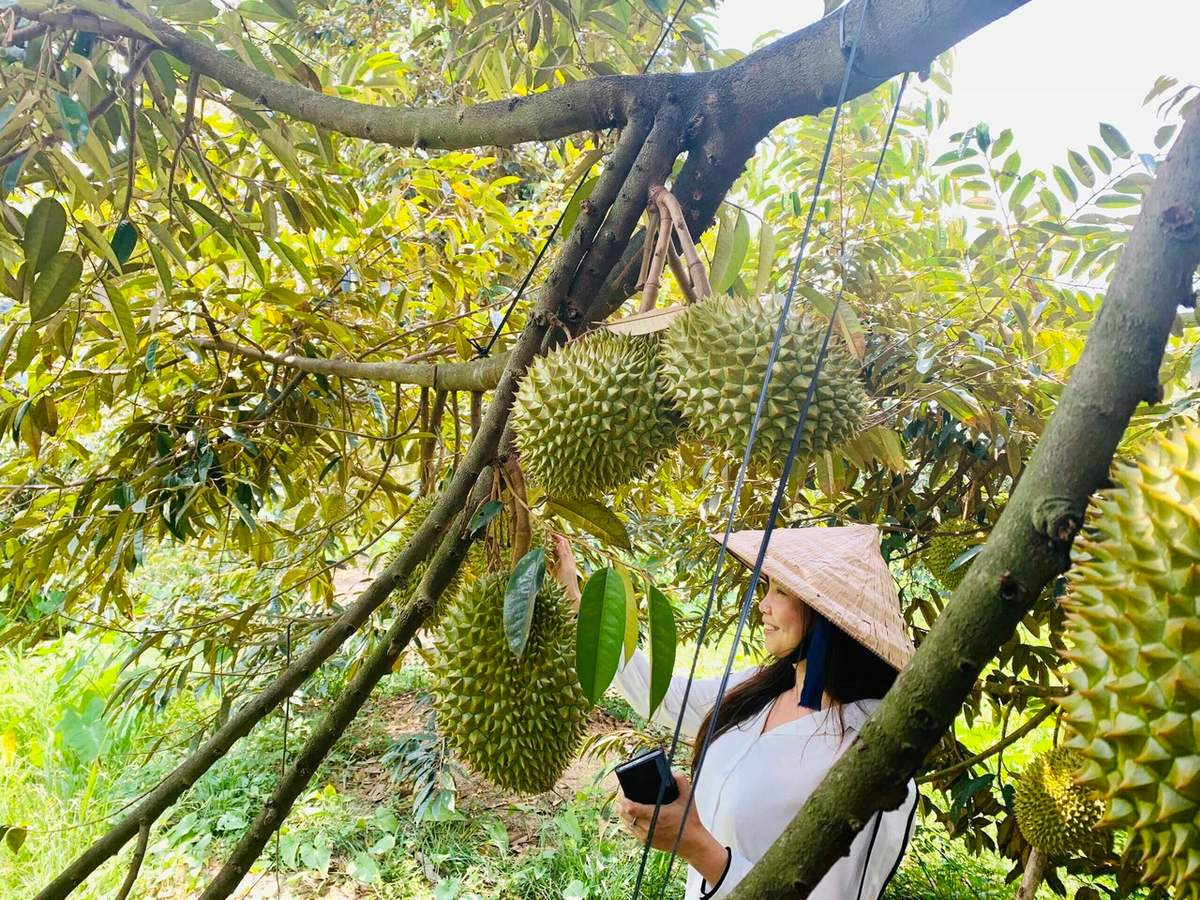 Vườn trái cây tại Bình Dương vào mùa thu hoạch, thời điểm lý tưởng di chuyển Hà Nội Bình Dương